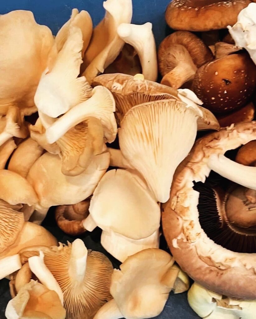 Paddenstoelen Bourguignon (v)