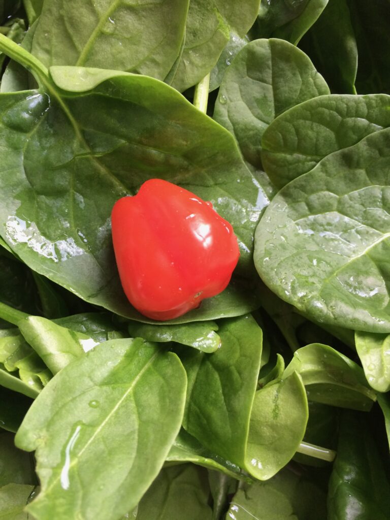 Krieltjes met spinazie en ei (v)